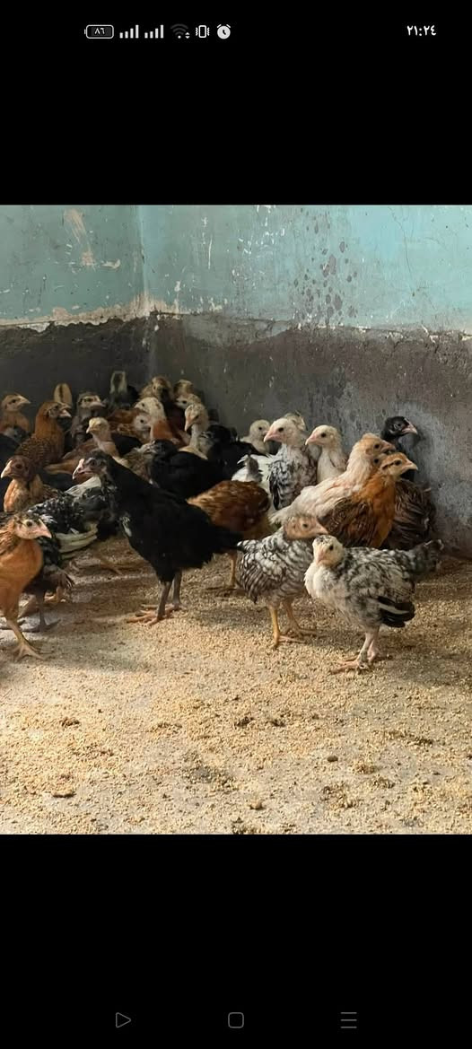 السلام عليكم صواصي عرب للبيع
سعرالجوز 7 الف
مكاني الجواعنه 
***********
