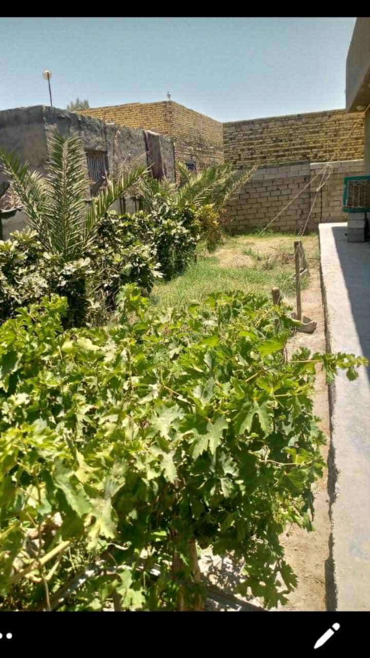 يا الله
 بيت للبيع مساحته ٥٠٠متر كونكريت مسلح على طريق السنية  يتكون من ٣غرف نوم ومطبخ وصاله وبراني وصحيات داخليه وخارجيه وحديقتين أمامية وخلفيه مزروعه نخل حلاوي وتين يبعد عن الشارع 150 متر متوفر كافة للخدمات 
للاستفسار ***********
