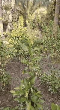 يتوفر دايه نارنج ارتفاع من متر ل مترين ونص
السعر شلع. 1500
المكان كربلاء الحسينيه ***********
تواصل واتساب
