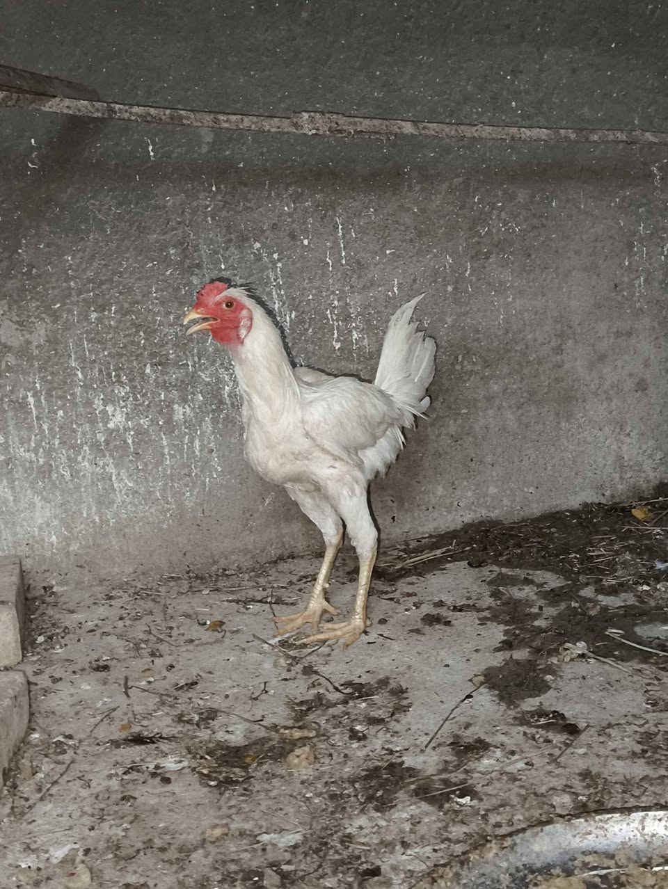 @دجاج عرب للبيع كله بياض وشرط البيض يوميه وديوجه عدد3  عرب شمسي وديج عرب ابيض صافي  وفرخاتهن شراي يراسلني ويدلل


**إذا كنت صاحب هذا الإعلان وتريد حذفه لأي سبب، رجاءا أرسل رسالة إلى الدعم الفني**