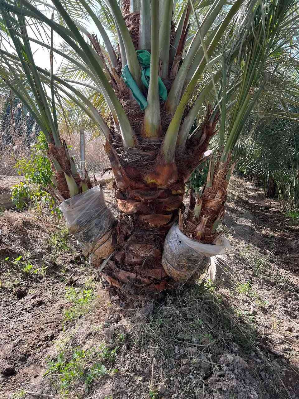 يتوفر فسائل برحي ومجهول العنوان واسط قضاء الصويره ***********
