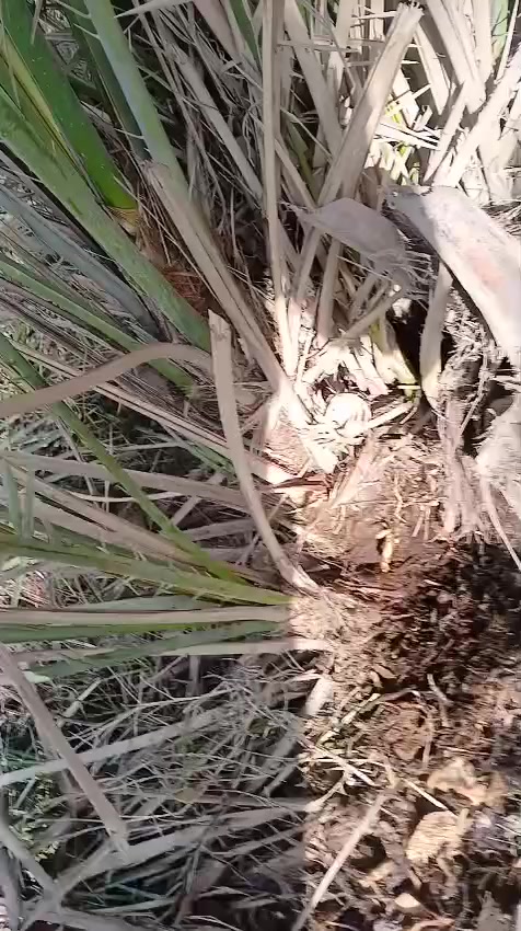 بسم الله الرحمن الرحيم 
8فسائل نخيل مجهول فقط 

السعر 80الف فقط الاحجام خير من الله 

مع وصل ضمان اتعهد بلصنف والنوعيه 
يوجد خدمة توصيل لجميع المحافظات ب8الف فقط 
مشتل الزهراء في ميسان العماره بستان دور النفط شارع مقبره الصابئه قرب جملونات بيت العنتاكي للدواشك والحصران داخل الفرع 
***********
***********
