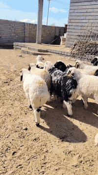 طليان ٢٤ • صلاح الدين بيجي • ربط وذبح