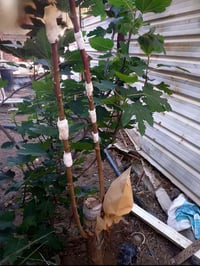 تطعيم السدر. اليريد يتواصل ويه هذه الشخص. مضبوط. نشالله 07709063178