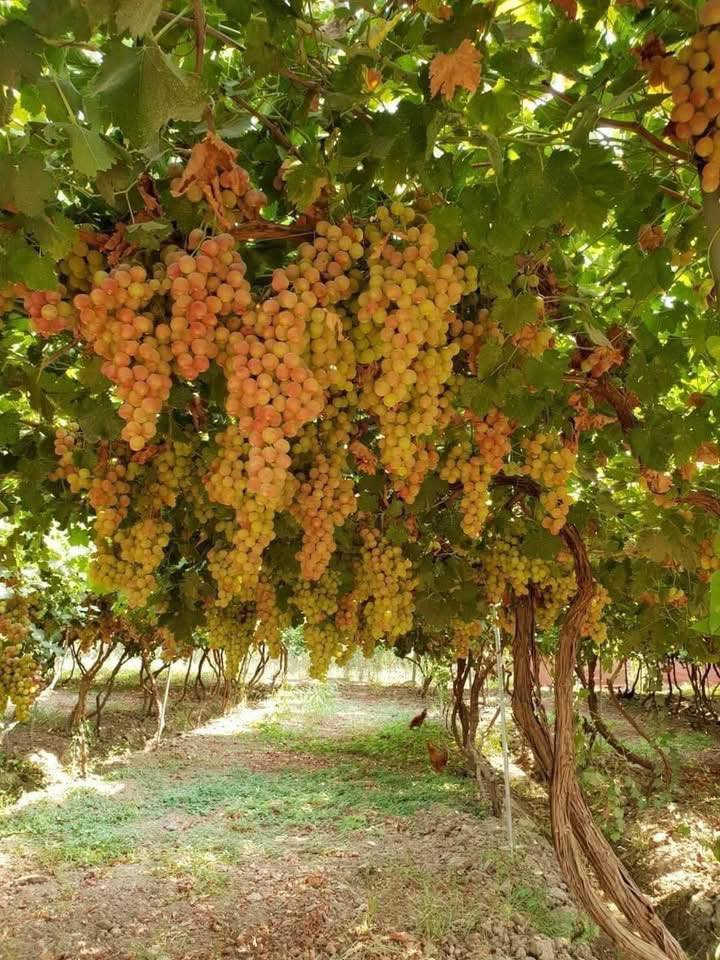 الايام المتوفره لشهر 6  🍎🍇🍏

الاثنين 6/1 متوفر شفتين
الثلاثاء 6/2 متوفر شفت مسائي
الاربعاء 6/3 متوفر شفتين
الجمعه 6/5 موفر شفت مسائي 
السبت 6/6 متوفر شفت مسائي 
الاحد 6/7 متوفر شفتين
الاثنين 6/8 متوفر شفتين
الثلاثاء 6/9 متوفر شفتين
الاربعاء 6/10 متوفر شفتين
الجمعه 6/12 متوفر شفت مسائي 
السبت 6/13 متوفر شفتين
الجمعه 6/12 متوفر شفت مسائي
الاحد 6/14 متوفر شفتين 
الاثنين 6/15 متوفر شفتين 
الثلاثاء 6/16 متوفر شفتين 
الاربعاء 6/17 متوفر شفتين 
الخميس 6/18 متوفر شفت نهاري
الجمعه 6/19 متوفر شفت مسائي 
السبت 6/27 متوفر شفتين
الاحد 6/28 متوفر شفتين 
الاثنين 6/29 متوفر شفتين 
الثلاثاء 6/30 متوفر شفتين 

اوقات الشفتات
النهاري من 10 الصبح الى الساعه 6 المغرب
المسائي من 8 مساءا الى 8 صباحا
موقعنا بلد


**إذا كنت صاحب هذا الإعلان وتريد حذفه لأي سبب، رجاءا أرسل رسالة إلى الدعم الفني**