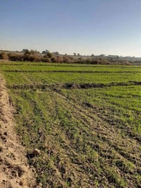 الحمزة الغربي • ٤ دونم • زراعي