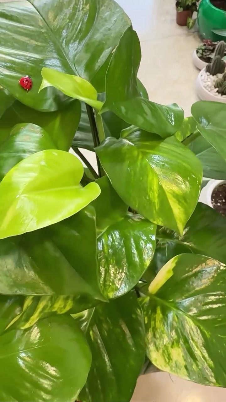 🌿✨ سماد فيولا ✨🌿

مو كل نباتة تكبر بهالجمال من نفسها 👀🍃
السر أحياناً يكون بتغذية صح تعطي للنبتة قوة، لون، وتفرعات تفتح النفس 😍🌱

سماد فيولا يساعد نباتاتكم تعيش بصحة أفضل، نمو أسرع، وأوراق مليانة حيوية 💚
والفرق راح تلاحظوه من أول فترة ✨#نباتات_داخلية #نبات #نباتات #اكسسواريز #اكسبلورexplore


**إذا كنت صاحب هذا الإعلان وتريد حذفه لأي سبب، رجاءا أرسل رسالة إلى الدعم الفني**