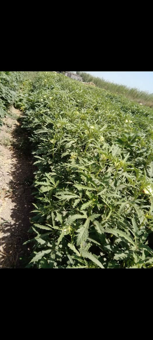 يوجد  بذور بانيه لهلوبه متعهد بيه للحوي وشتريد اني حاظر
لعنوان بابل لمسيب

***********

***********
