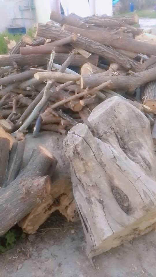 للبيع حطب نبك وكابرس وصفصاف وقلمطوز نص يابس ونص اخضر
***********
