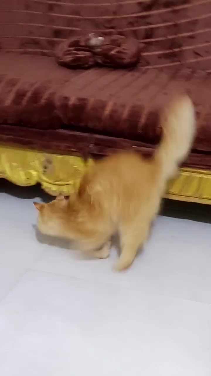 للبيع


**إذا كنت صاحب هذا الإعلان وتريد حذفه لأي سبب، رجاءا أرسل رسالة إلى الدعم الفني**