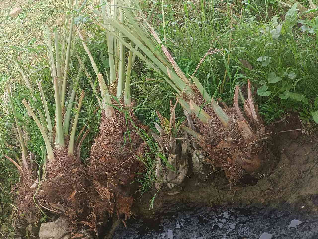 فسائل نخيل شويثي خشنات   درجه اولئ عدد5   سعر الفسيله 10الالف مكان النصر قريه خفاجه ***********
