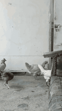 السلام عليكم متاح دجاج عرب ديج و١١ دجاجه الوان حلوه ديج شمسي الدجاجات كلهن بياضات{امايات} بغداد الزعفرانية الاستفسار على ***********
