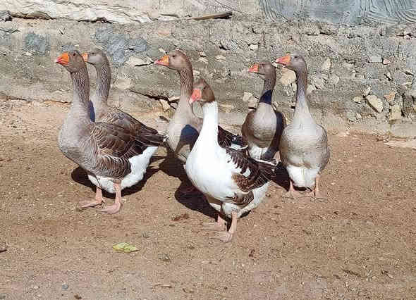 ً
السلام عليكم 
متاح قاز هنكاري احجام ضخمه عاليه للبيع 
مكاني الموصل قضاء الحمدانيه 
السعر خاص او اتصال ***********
