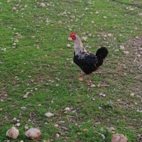 يوجد بصراويات و ديچ عرب 07719803793