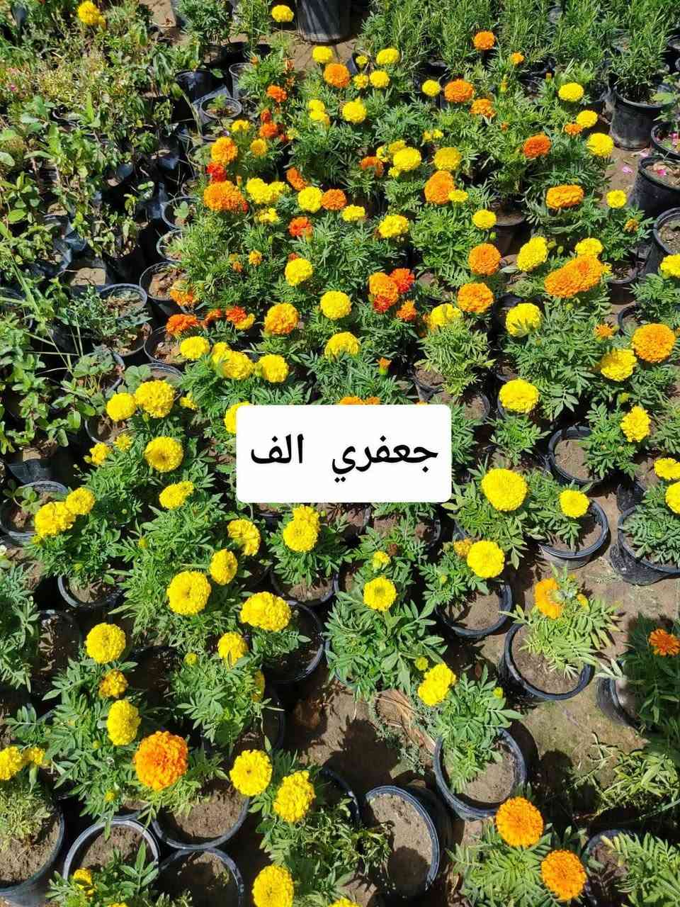 اللهم صلي على محمد وآل محمد
مشتل نعناعه الرفاعي الصوب الاول مجاور جسر المشاة بتجاه السايلو مقابل مدرسة الرقيم الاهليه ***********
