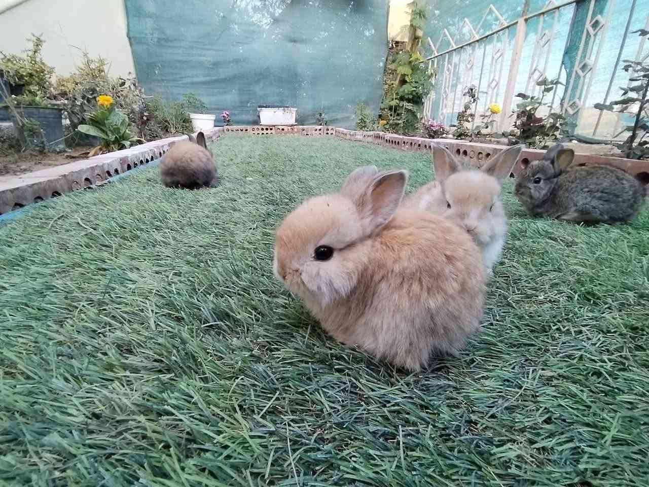 متاح ارانب أمريكيه مال زينه صغار عدد ٣ زواج اليفات فول جمال ما شاء الله تبارك الرحمن
سعر الزوج ١٠ قفل
مكان تكريت القادسية
رقم ***********
ابهاتهن هم للبيع موجودات
