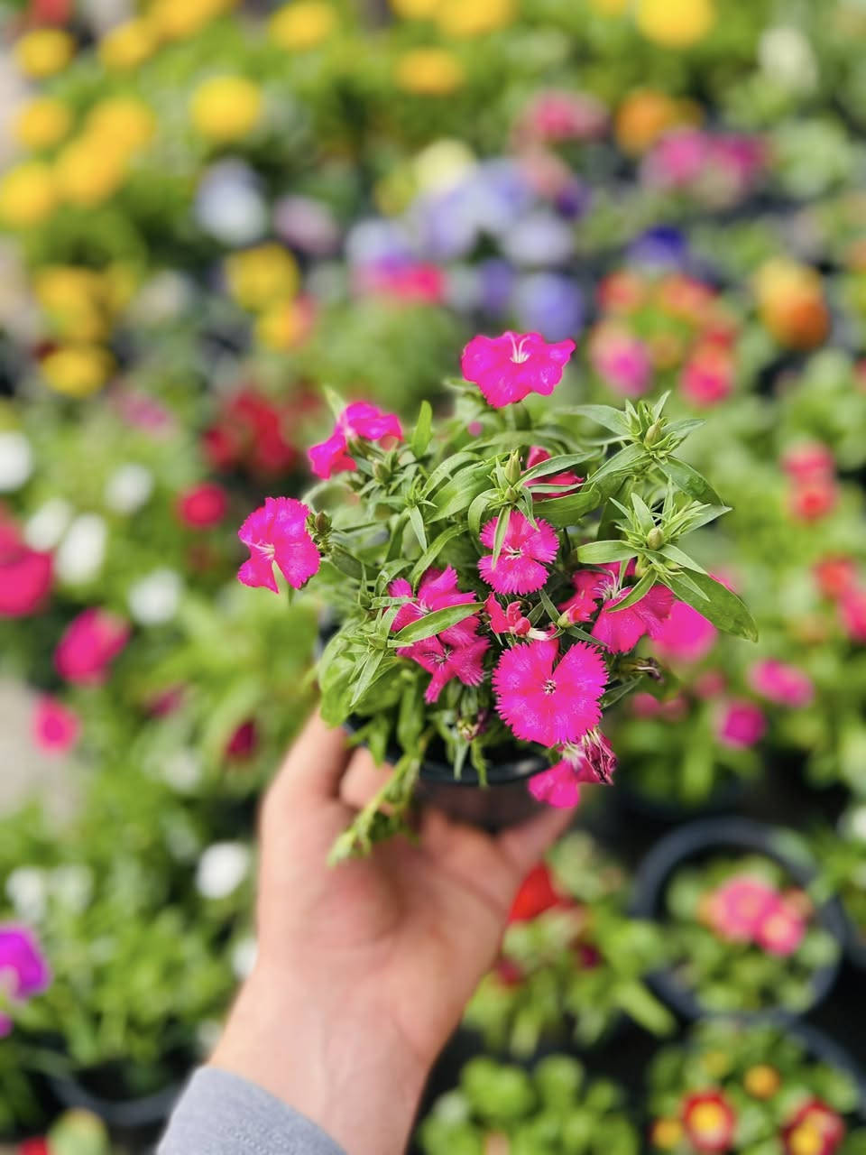 مشتل المقتم يقدم لكم 

تميزو  ويانة👫 نقدم لكم مجموعة منوعة 

🌟 النباتات الخارجية والظليات 🌟

سنادين الفخار والسيراميك والبلاستك وتحفيات 

🥰 بما يناسب ذوقكم الرفيع 🥰

‏🇳🇱 هولندي 🇹🇷تركي 🇮🇶 عراقي 🇮🇷ايراني 🇮🇹 ايطالي 

اسعارنا مناسبة جداً 

يوجد لدينا خدمة توصيل


**إذا كنت صاحب هذا الإعلان وتريد حذفه لأي سبب، رجاءا أرسل رسالة إلى الدعم الفني**