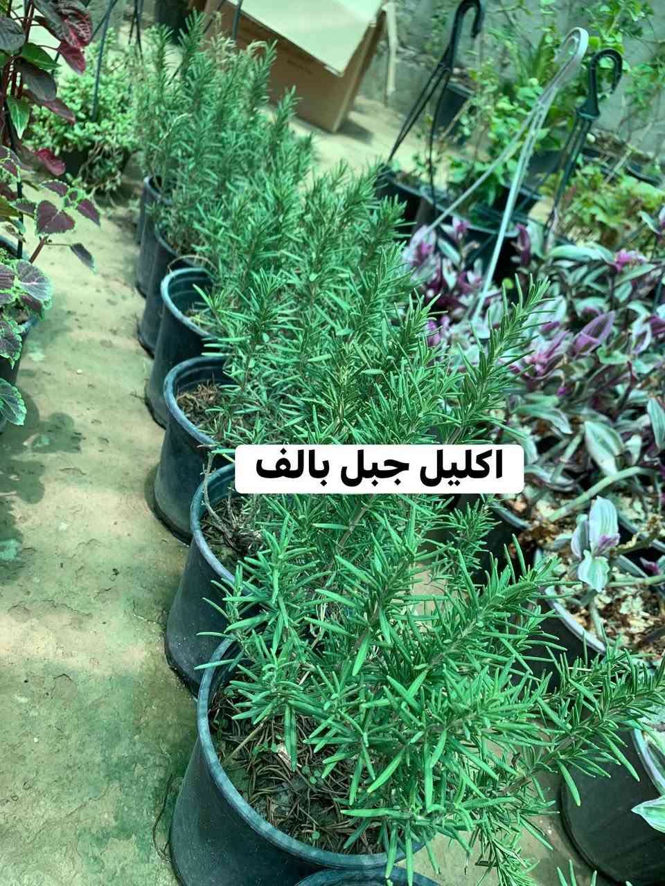 تفاصيل واللسعار داخل صور 🥰🌹


**إذا كنت صاحب هذا الإعلان وتريد حذفه لأي سبب، رجاءا أرسل رسالة إلى الدعم الفني**