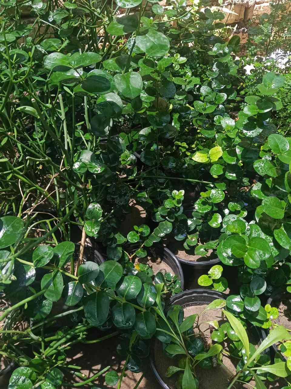 صباحكم ورد 🌺🌾 
نباتات شمسية مقاومة 
سعر سندانة 2000
يتوفر توصيل 🛺🛺 
الحجز والاستفسار مراسلة ع الخاص 🤗❤️


**إذا كنت صاحب هذا الإعلان وتريد حذفه لأي سبب، رجاءا أرسل رسالة إلى الدعم الفني**