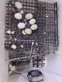 فقاسه للبيع شرط التفقيس سعر 35الف يوجد توصيل رقمي 07746895682