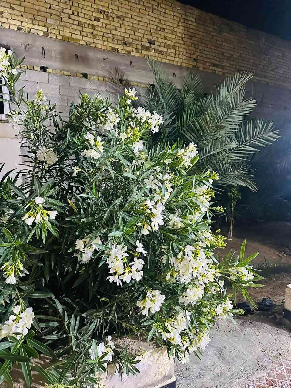 بيت للبيع ٢٠٠م بناء ١٠٠م زراعي زويريجات الزنابره سكفه عكاده بناءه بلوك يتكون من غرفه وهول واستقبال ومطبخ وصحيات سعره ٢٠ وبي مجال الشراي يراسلني خاص انطي رقم راعيه


**إذا كنت صاحب هذا الإعلان وتريد حذفه لأي سبب، رجاءا أرسل رسالة إلى الدعم الفني**