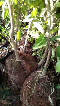 اطرنج • عالي • ديكور حديقة