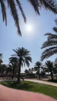 تايكر سونك • ٥ كير • بنامة