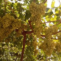 ديالى منصوريه الجبل • ٤ دونم • طابو زراعي