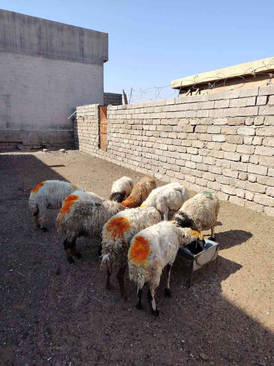 سلام عليكم
يوجد نعاج عشر وبيه محنيه ملات جنيه العدد 15 نعجه حلوه سنه درجه اوله شرط النصاحه المكان بيجي حي العصري الشراي يخابرني عله رقم ***********
