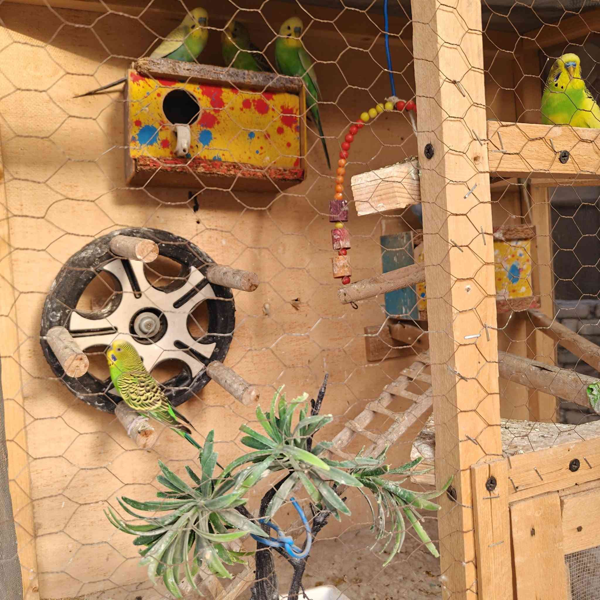 للبيع كلهم 8 والقفص 
70


**إذا كنت صاحب هذا الإعلان وتريد حذفه لأي سبب، رجاءا أرسل رسالة إلى الدعم الفني**