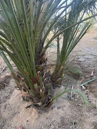 برحي للبيع  خير من الله تعال وشوف بعينك واشلع  وتدلل  07729090164