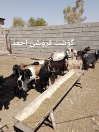 كاري • عسل كوردي • عسل طبيعي • عسل جبلي • عسل صافي • عسل خام • عسل مضم...