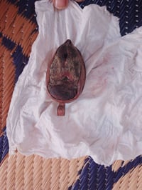 فرج ضبعه • هبهاب • روحانيات • تمائم • خرزات