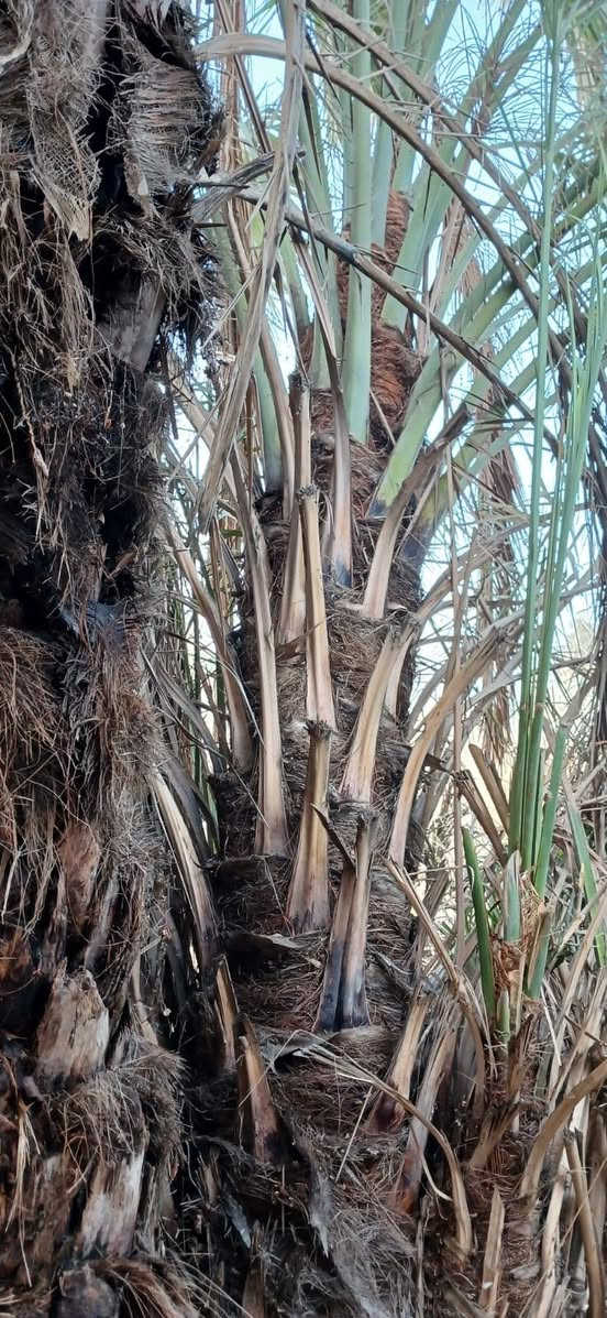 السلام عليكم ورحمة الله يوجد لدينا فسائل خضراوي العدد 2 فسائل خشنات كما موضح في الصورة للتواصل الاتصال على الارقام التالية ***********
***********
