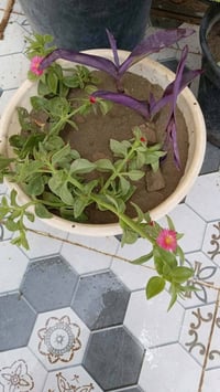 سنادين • المسيب • توصيل داخلي وخارجي