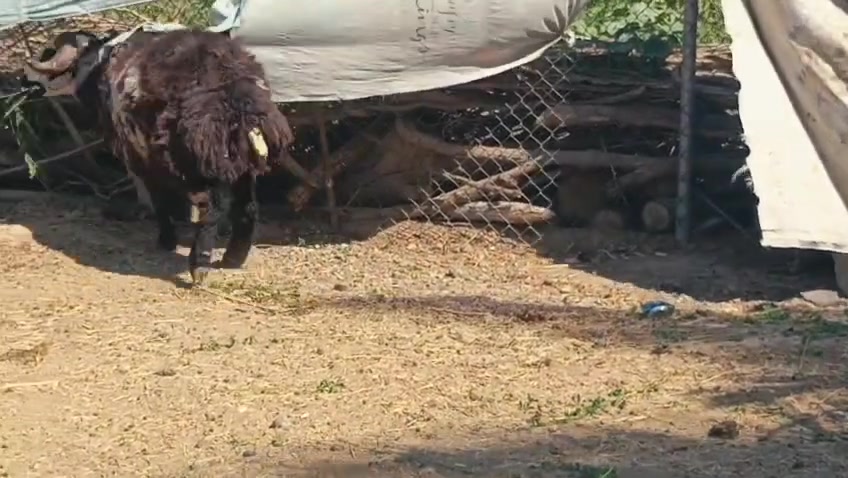 ألسلام عليكم
جبش فحل مكفول ع كل عيب اغر بعده ثني 
المكان الرمادي حصيبه الشرقيه للستفسار الاتصال ع ***********
