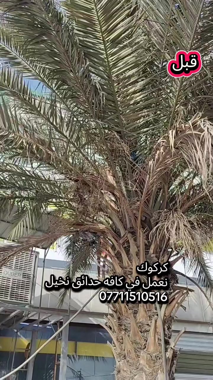 🌹مستعدون لترتيب وهندسه تصاميم الحدائق المنزليه 🌹
/***********/ واتساب
🛑تصميم و ترتيب الحدائق المنزليه.م̷ـــِْن جديد
🛑تصميم النينة والاشجار جميع نباتات
🛑زراعة الثيل بكل انواعة (الايطالي والفرنسي و الهندي) 
🛑زراعة الاشجار 🌱🌿 و النخيل 🌴
🛑زراعة الورود 🌹🌺 وجميع نباتات
🛑قص الثيل وتحديدة 🍀 وترتيبها

🏝️متواجدون في جميع مناطق كركوك 🏝️ #
