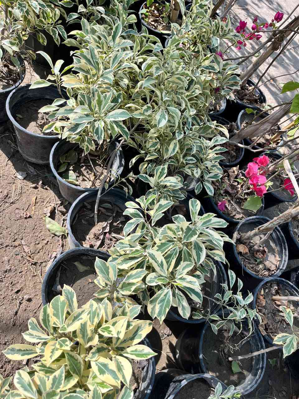 توفر لدى مشتل الزهراء  جمله مفرد كافه اصناف الاشجار 
عنب  حلواني  تفاح براهيمي و شرابي عرموط صيفي ثيل هندي بأنسب الاسعار مشروع المسيب شارع ابو الجاسم ع  
اي استفسار  ***********
