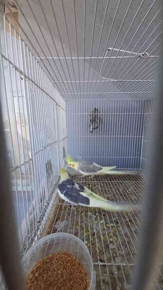 متاح كوكتيل بتي زوج نثيه وفحل نشطات ونضيفات مكان ديالى شهربان سعر خاص ***********
