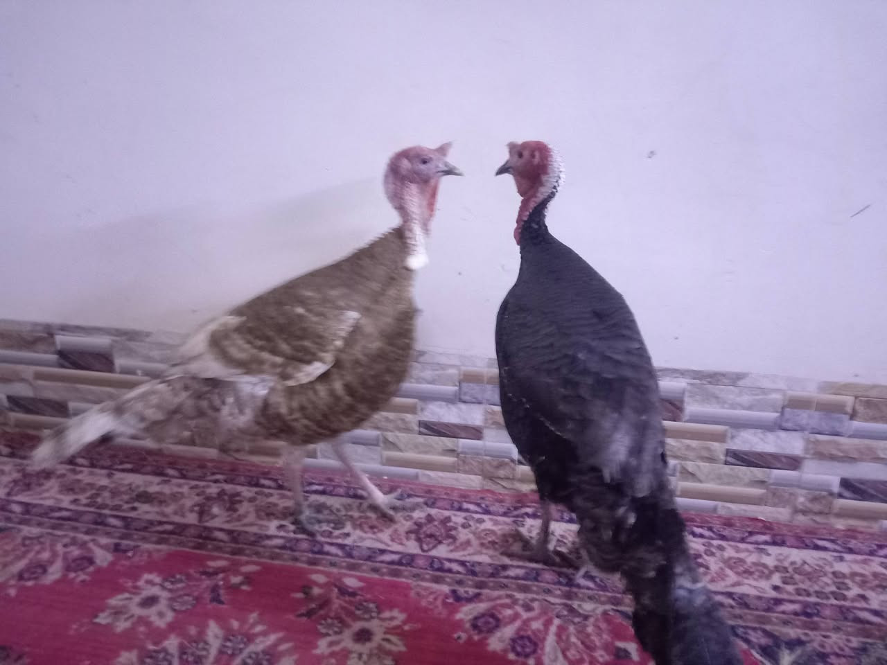 فحوله علو البيع درجه ولا انضاف اسمان وزن وحد 7 كيلوات شراي خبر و تدلال
*********** ***********
