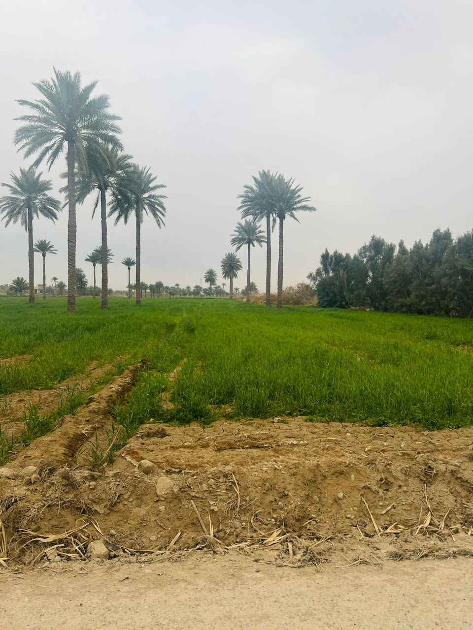 سلام عليكم
6 دونم البيع في السجر الدوايه قريبه على جدول الصب الكاع تبعد عن  جدول على سليمان 200 متر. جنس العقار طابو زراعي سند 25. بيه مي اسأله وكهرباء وساقيه للاستفسار تصال علا رقم ***********
