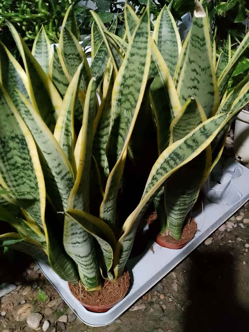 بۆفرۆشتن گەیاندن هەیە کێویستی مەسج بکات


**إذا كنت صاحب هذا الإعلان وتريد حذفه لأي سبب، رجاءا أرسل رسالة إلى الدعم الفني**