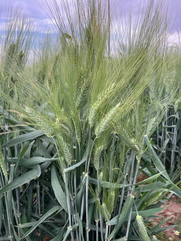 الحنطة – صنف البركة التونسية 🌾
بفضل الله، هذا الحقل مزروع بصنف البركة التونسية وبمعدل 7 كغم للدونم الواحد فقط، ومع ذلك أعطى نموًا ممتازًا وإنتاجية جيدة جدًا.
يمتاز هذا الصنف بقوة التفريع، وتحمله للظروف الجوية المختلفة، إضافة إلى قابليته الجيدة للإنتاج عند توفير الخدمة الزراعية المناسبة.
الصور والفيديو المرفقة توضح مستوى الحقل وكثافة السنابل على أرض الواقع، والحكم يبقى لأهل الخبرة والمزارعين.
نسأل الله البركة للجميع وموسمًا وفيرًا لكل الفلاحين. 🌾🤲 
رقم الهاتف ***********
               ***********
