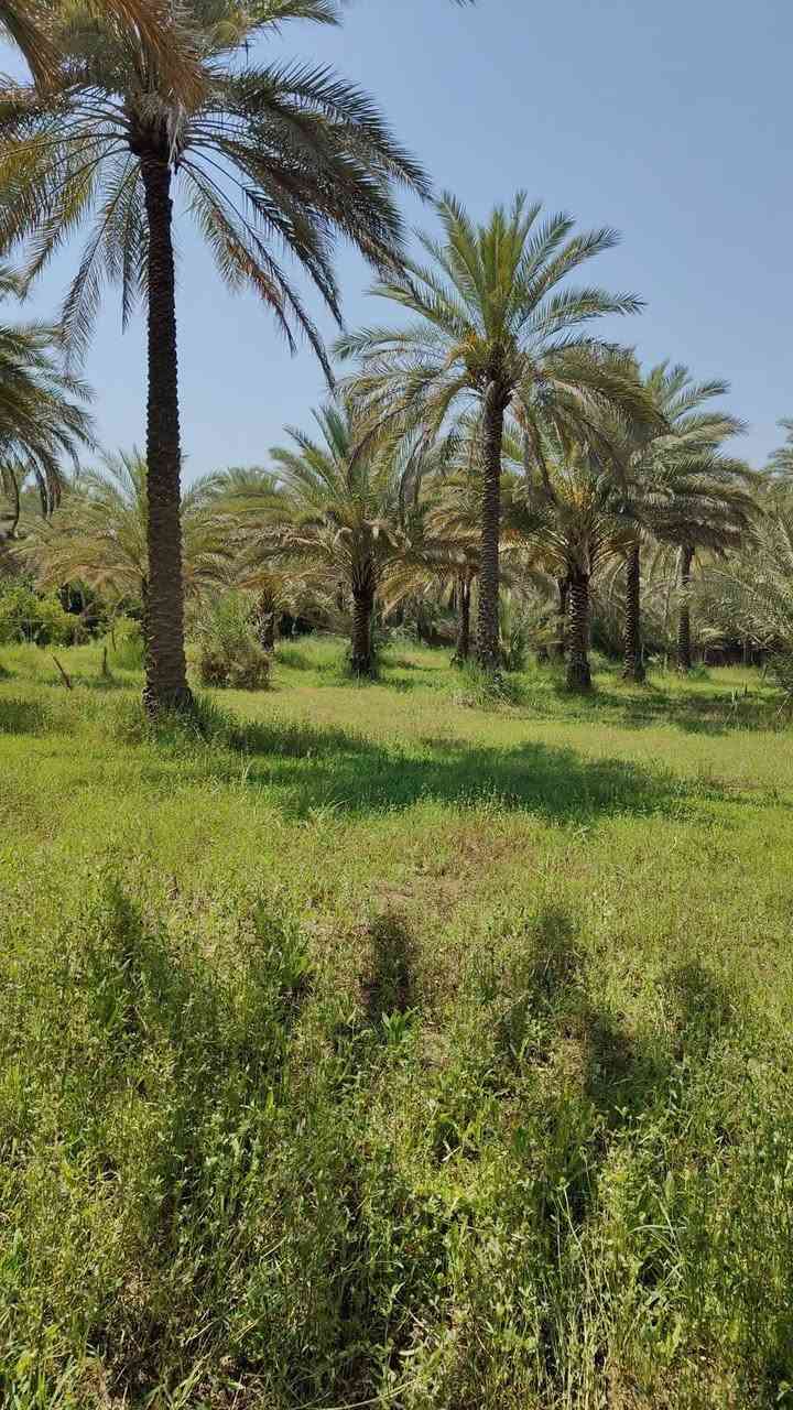 دونم واجه 35 طابو زراعي سند 25 تحويل مباشر بستان خدمات كامله موقعه الحسينيه قرب منطقة العطيشي العسافيات سعر مناسب يحتوي على أكثر من 50 نخله اصناف مختلفه 
***********
