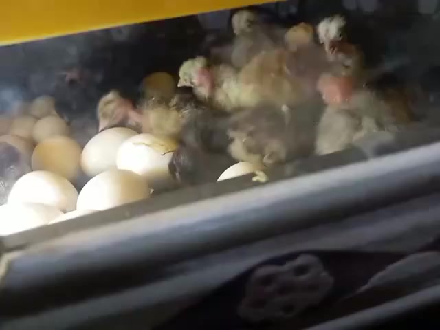 متاح فقاسه فول اوتوماتيك تقليب رطوبه حراره جهاز zl غني عن التعريف نتاج خير من الله هاي تفقيسه بل منشور تشيل 156 بيضه وياه قلاب اضافي دحرجه يشيل 70بيضه  السعر225 قفل بدون عمله المكان سوق الشيوخ  رقم الهاتف ***********
