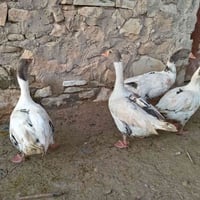 اسلام عليكم  متاح  قازات للبيع(1 فحل) (وانتايا 3) قازات اسمان انضاف خش...