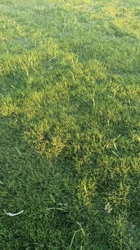 ثيل هندي درجه اولى  مستعدين ل تجهيز الحدائق والملاعب والمزارع  للطلب و...