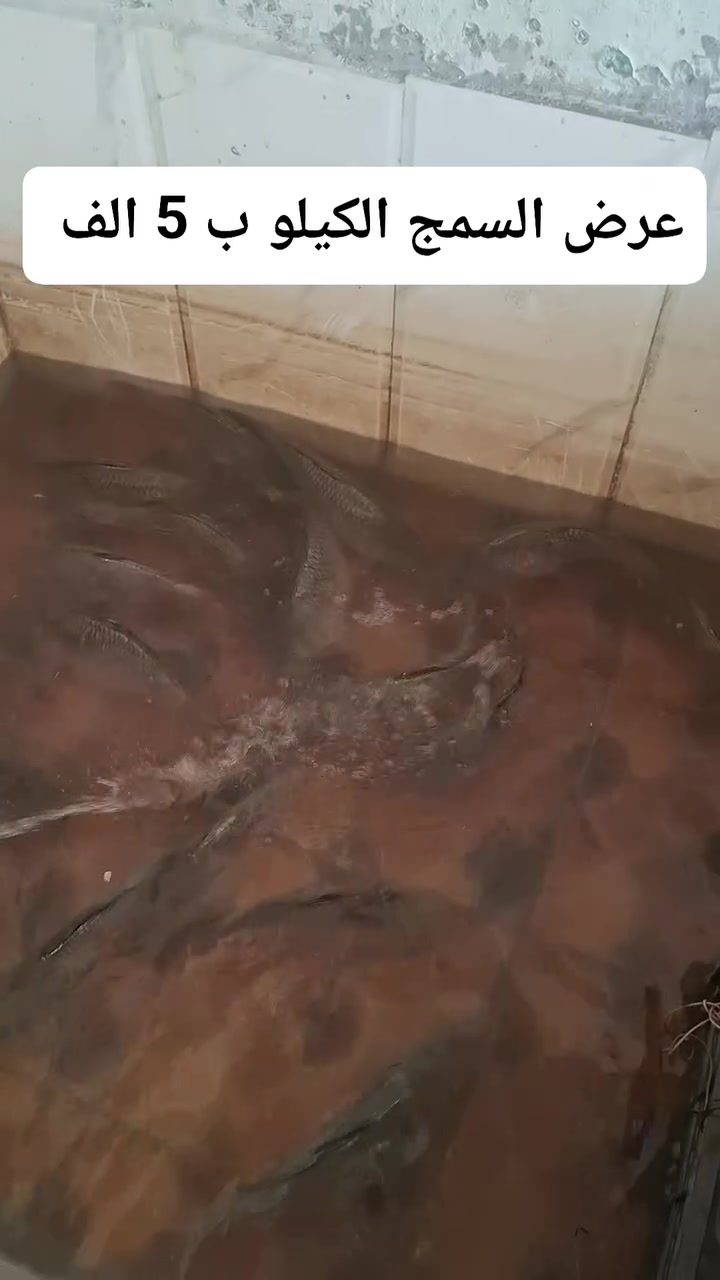 عرض يوم الثلاثاء لحد الاربعاء السمج الكيلو ب 5 الف  عنواني الجربوعيه الاولى ع السايدين مقابل حسينية الامام الرضا رقم الحجز *********** واتساب
