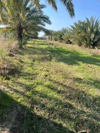 ناصرية قلعة سكر • ١٢ دونم • ٢٥٠ نخلة شويثي