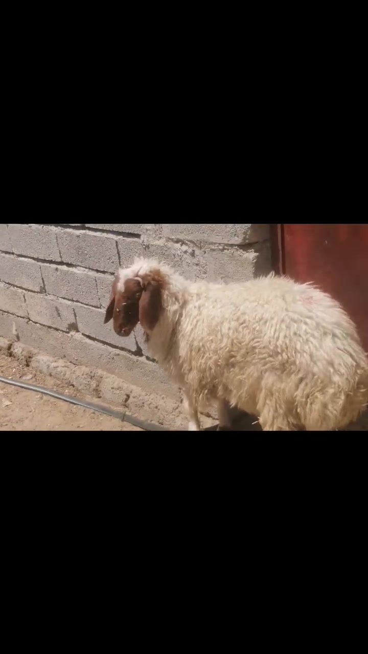 طلي سمين درج اولى العنوان بيجي الشراي يتصل عل رقم ‏‪***********
